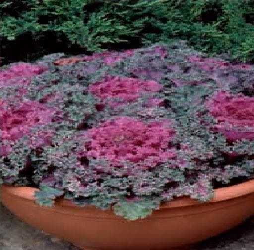 Ornamental Brassica Northern Lights Fringed Red F1 Hybrid Seeds