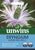 Unwins Eryngium Alpine Sea Holly 25 Seeds
