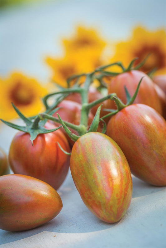 Tomato Shimmer F1 Hybrid Seeds