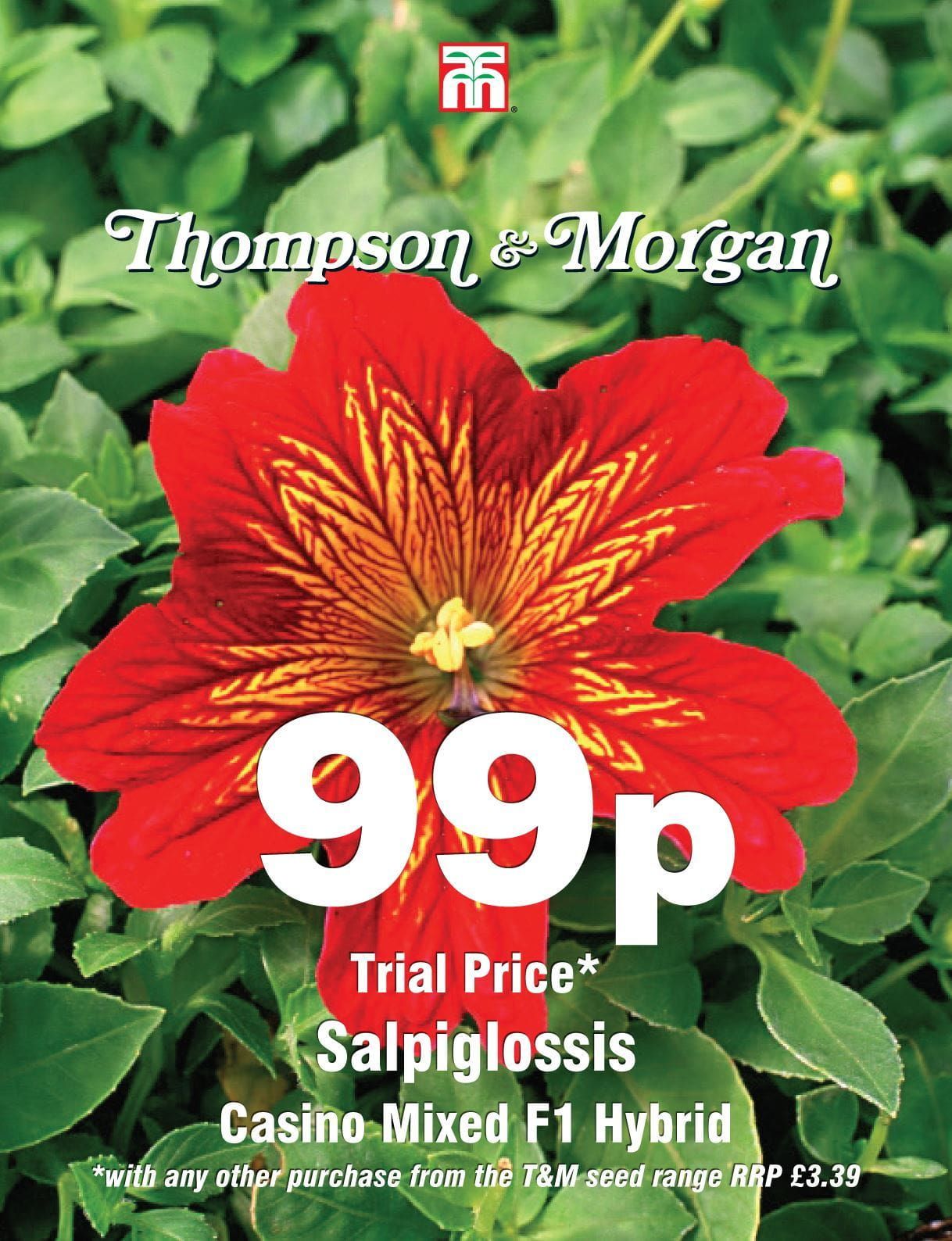 Thompson & Morgan - 99p Flower - Salpiglossis - Casino Mixed F1 Hybrid - 150 Seeds