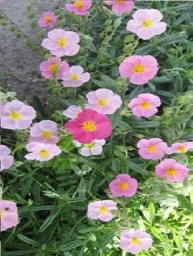 Helianthemum Crown Mixed Seeds