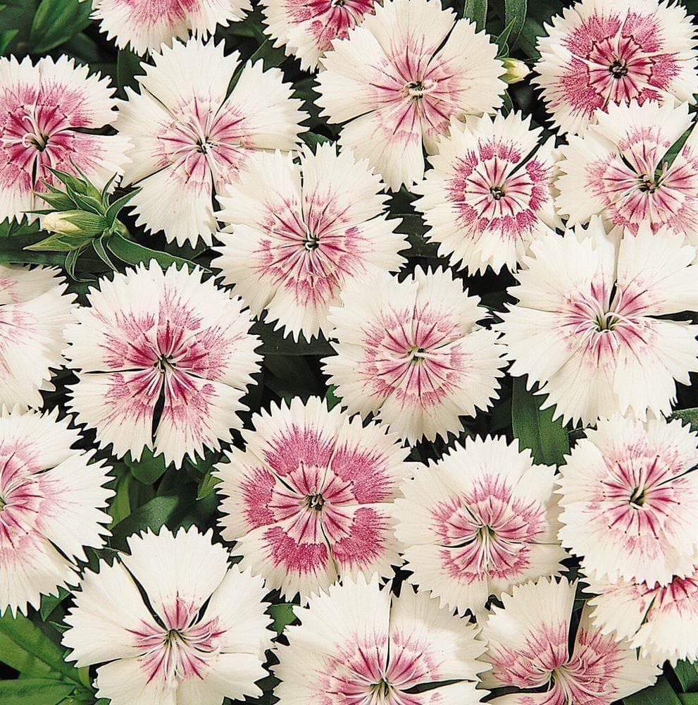 Dianthus Festival Pearl F1 Seeds