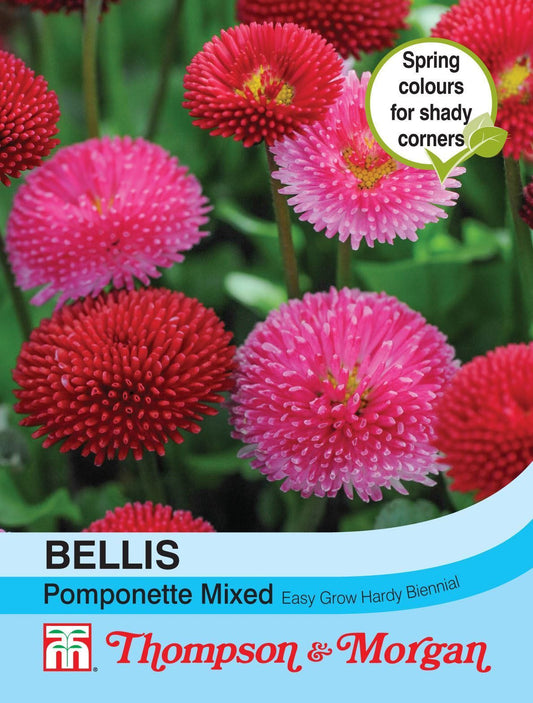 Thompson & Morgan Bellis Pomponette Mixed 250 Seed