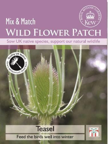 Thompson & Morgan Kew Wild Flower Patch Teasel 100 Seeds