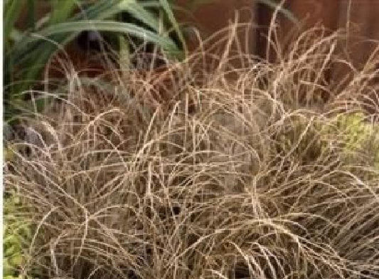 Grass Carex Comans Bronze Curls Seeds