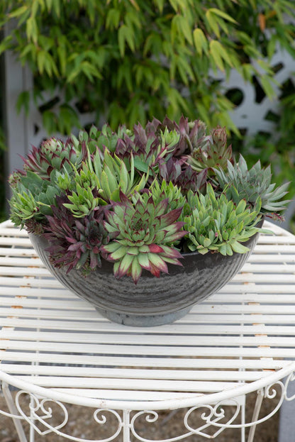 Sempervivum  Hippie Chicks Seeds