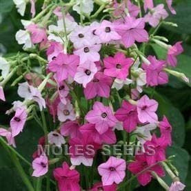 Nicotiana Whispers F1 Hybrid Mixed Seeds