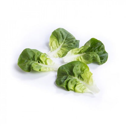 Lettuce Multi-Leaf Butterhead Salanova Gibbard RZ Seeds