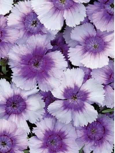 Dianthus Corona Blueberry Magic F1 Hybrid Seeds