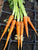 Organic Carrot Autumn King