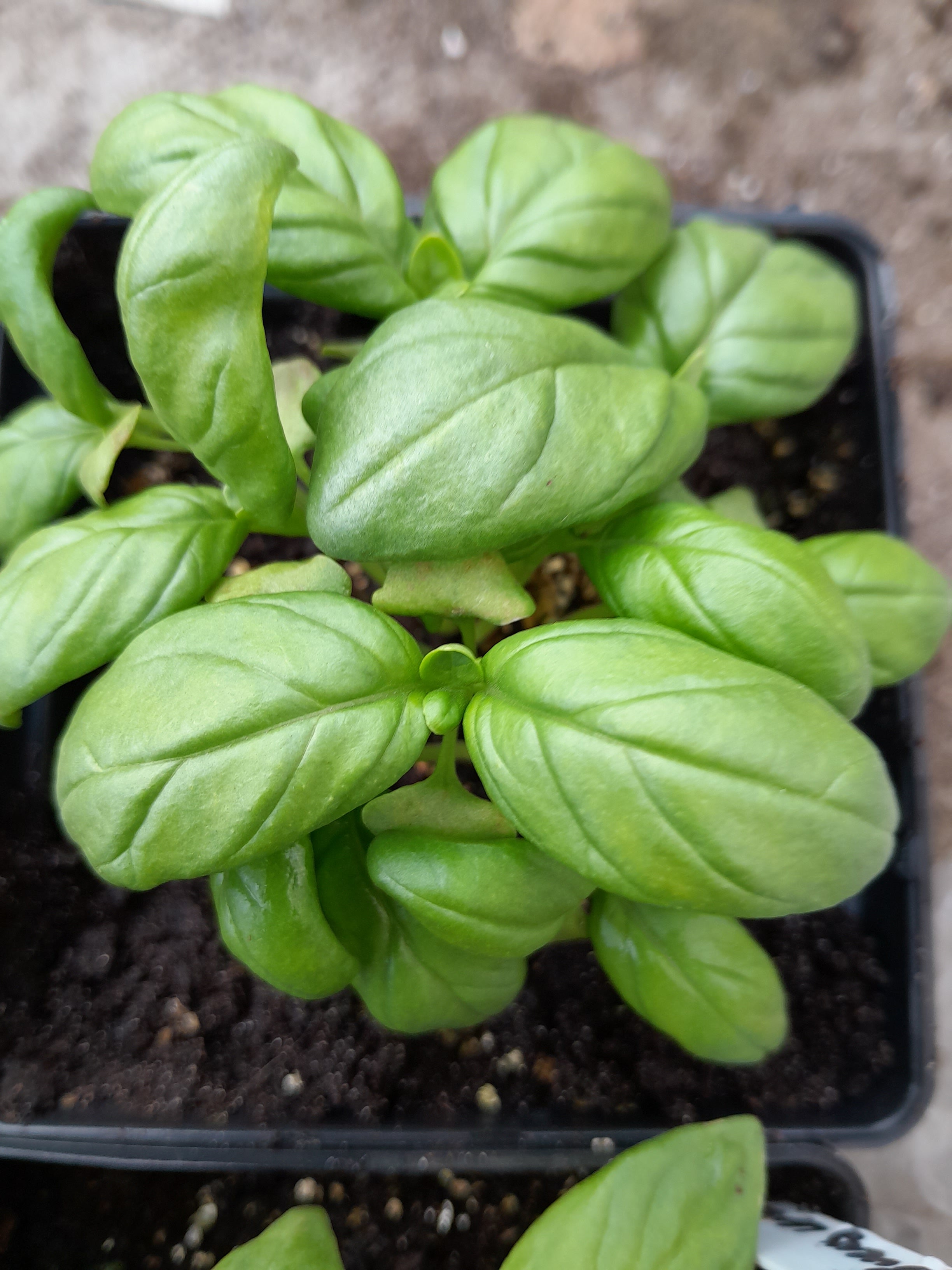 Organic Basil Classic Italian Seeds