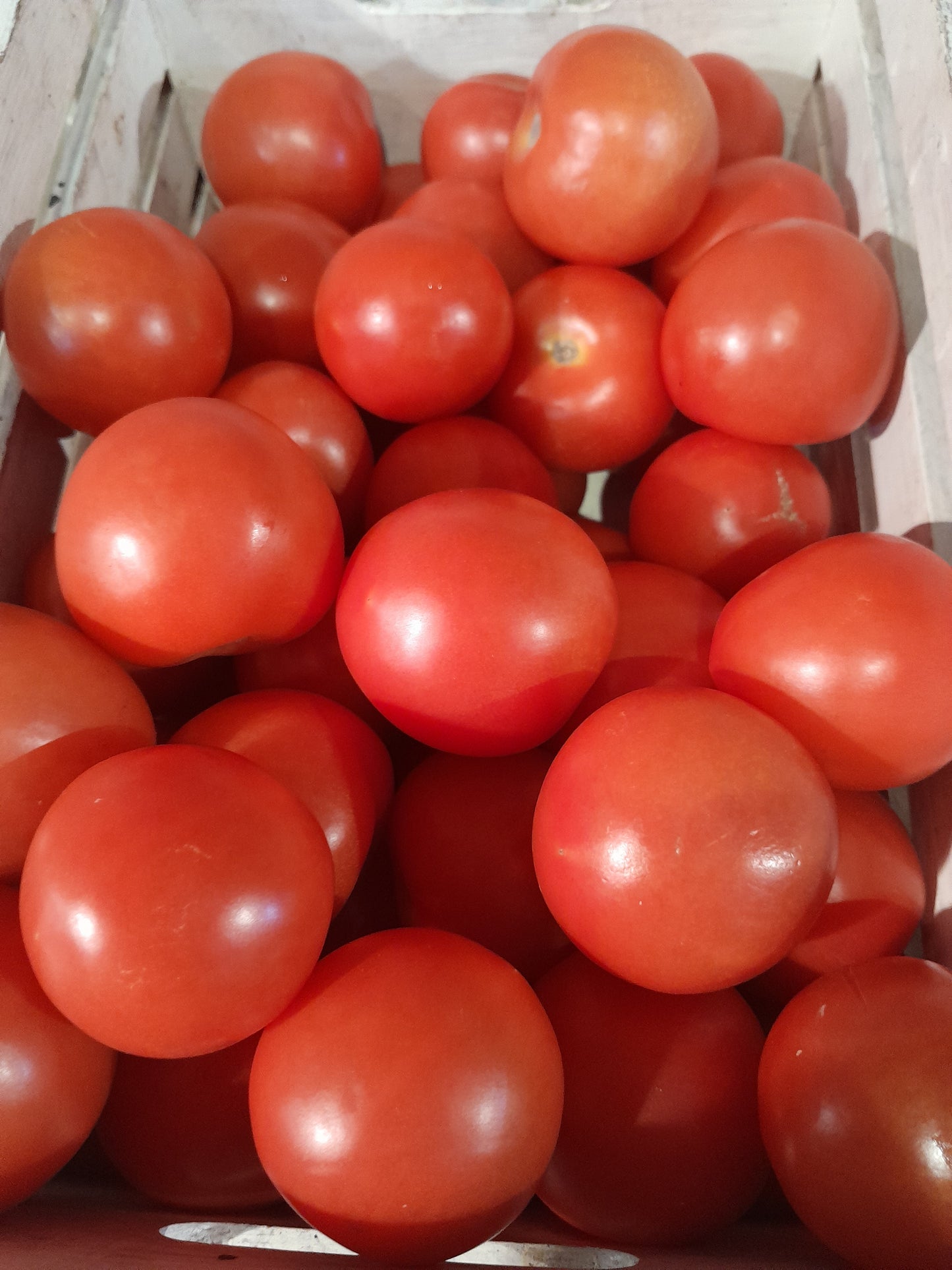 Tomato Outdoor Girl Seeds
