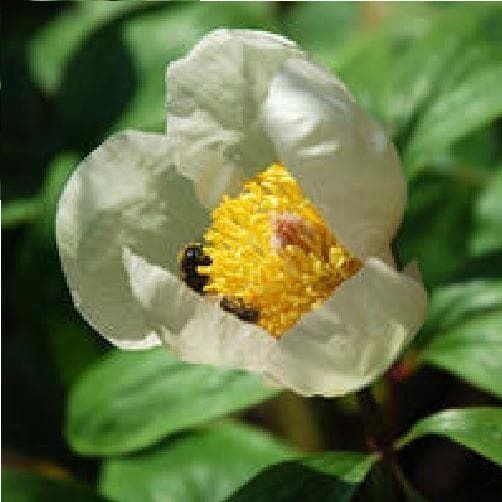 Paeonia mlokosewitschii Seeds