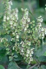 Wild Flower Wood Sage Teucrium Scorodonia Seeds