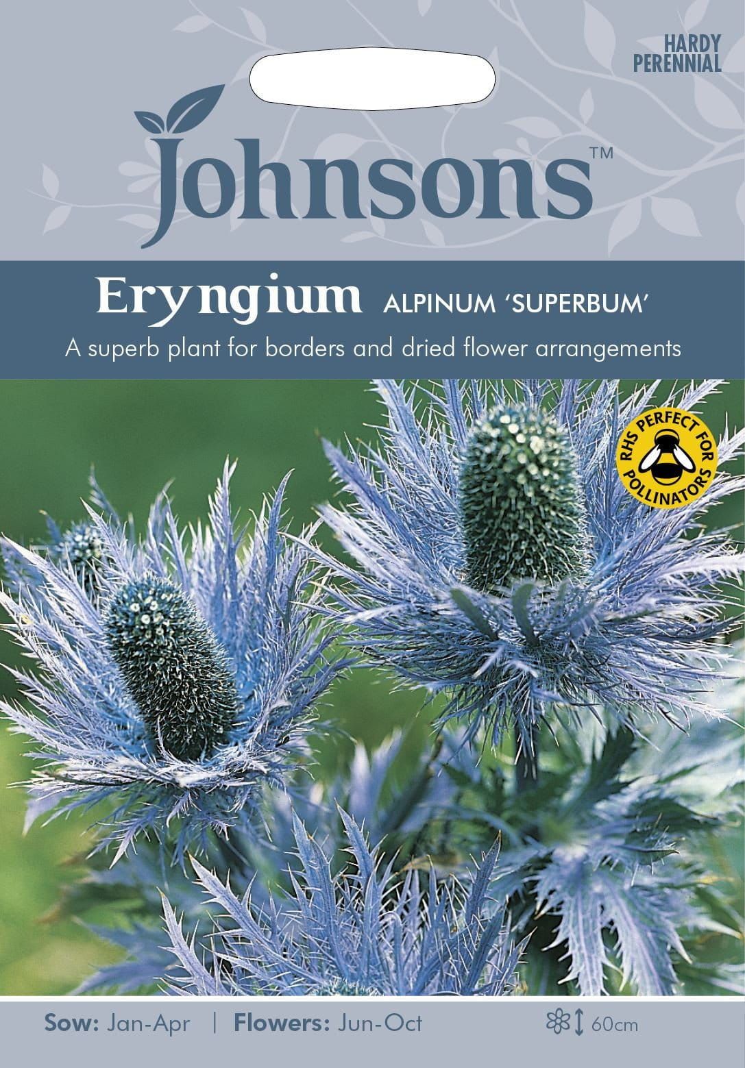 Johnsons Eryngium Alpinum Superbum 50 Seeds