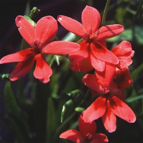 Anomatheca laxa Seeds