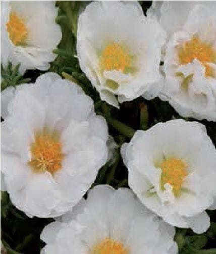 Portulaca Happy Trails White Seeds