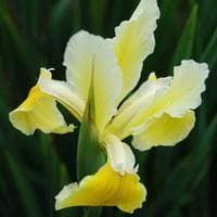 Iris Spuria Halophila Seeds