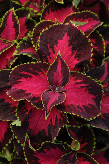 Coleus Chocolate Covered Cherry Seeds – Decorative Foliage (Pelleted)