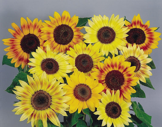 Sunflower Music Box Mix Seeds