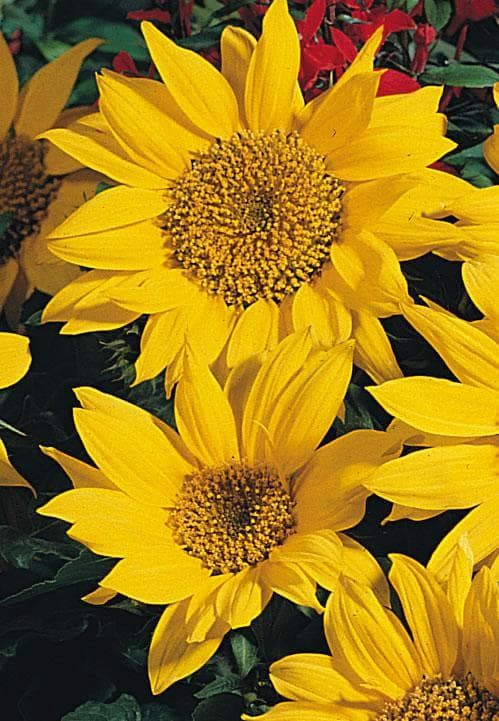 Sunflower Pacino Seeds
