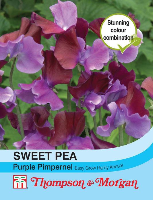 Thompson & Morgan - Flower - Sweet Pea - Purple Pimpernel - 20 Seeds
