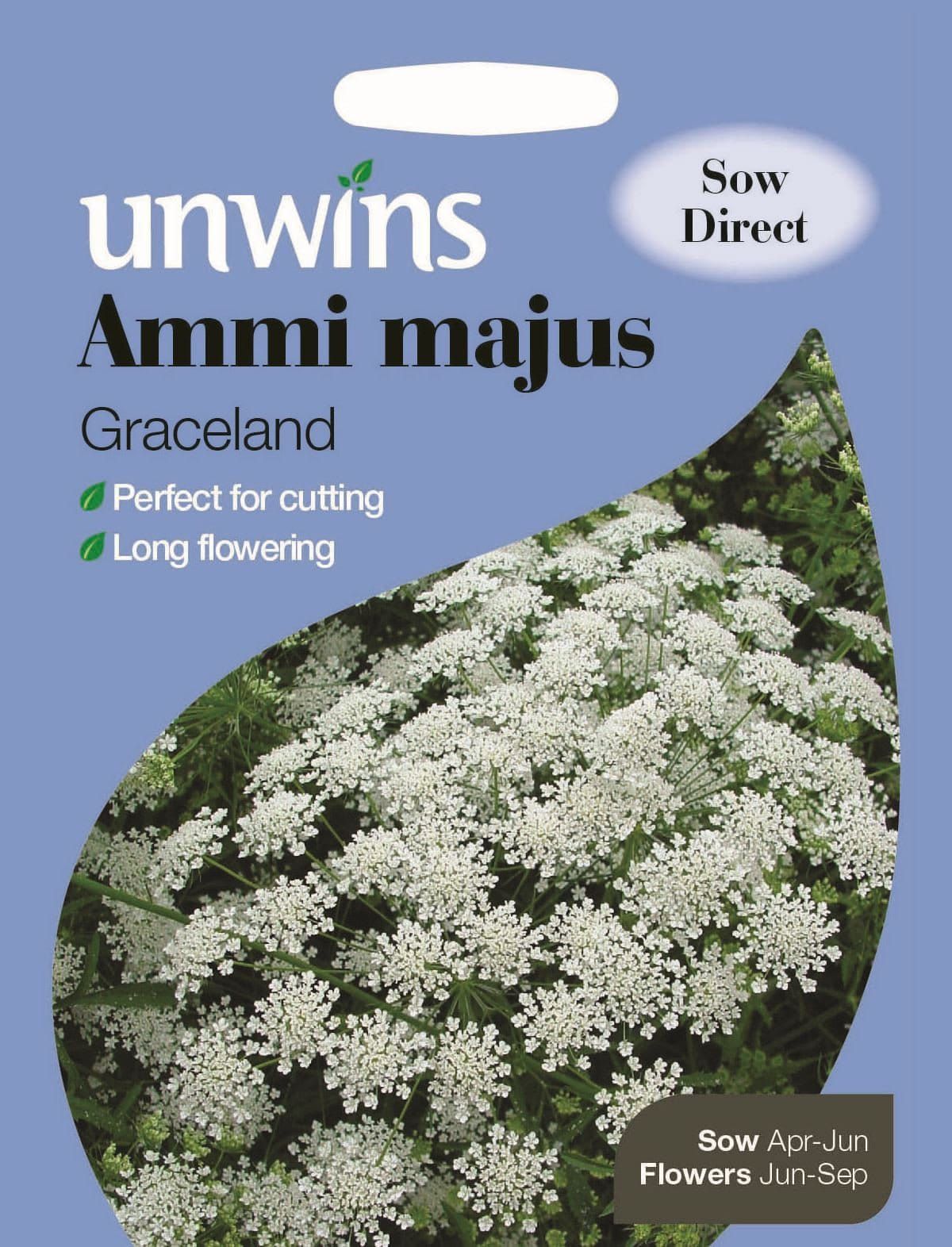Unwins Ammi Majus Graceland 50 Seeds