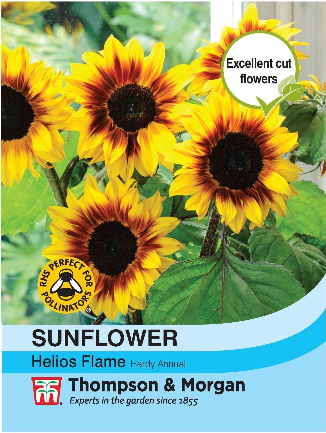 Thompson & Morgan - Flower - Sunflower - Helios Flame - 20 Seeds
