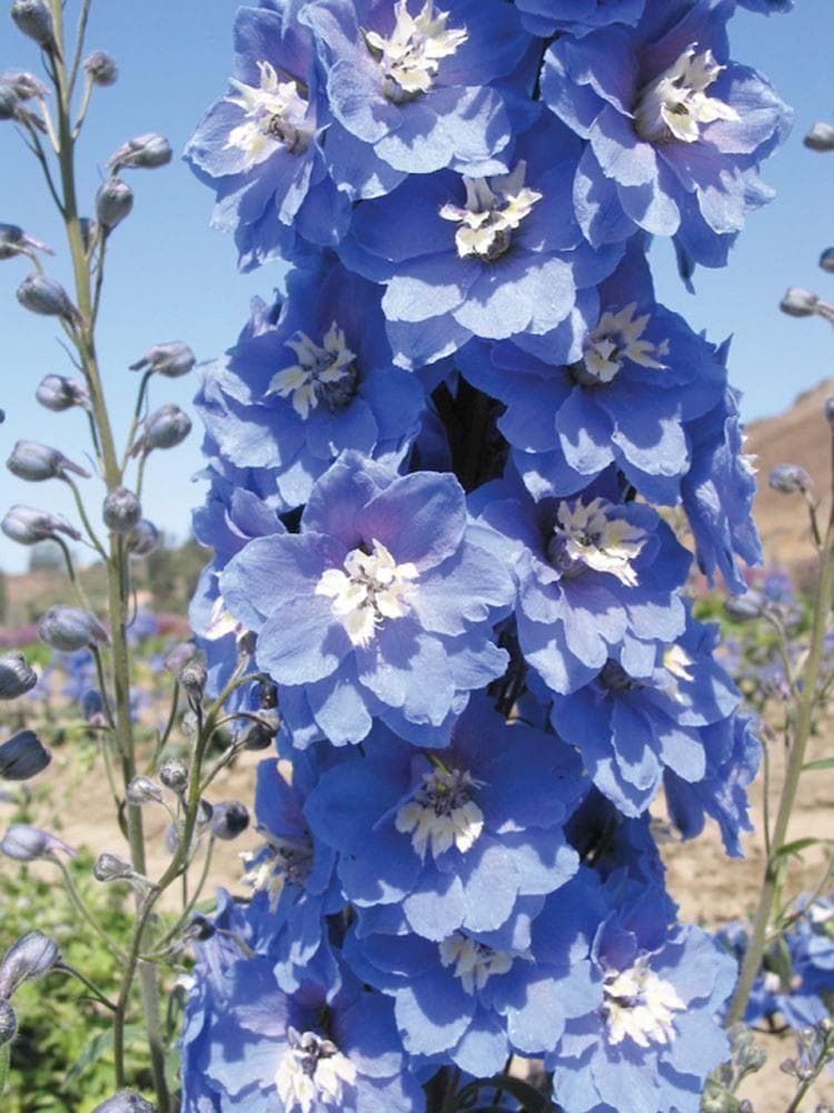 Delphinium Magic Fountains Mid Blue Seeds