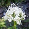 Wild Flower Common Valerian Valeriana officinalis Seeds