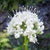 Wild Flower Common Valerian Valeriana Officinalis