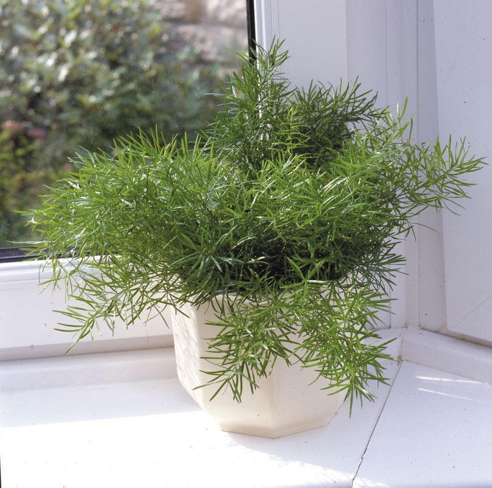 Springery House Plant Asparagus sprengeri – JustSeed