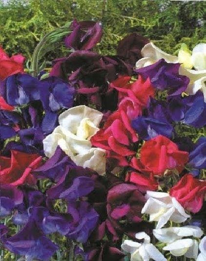 Sweet Pea Old spice Starry Night Seeds