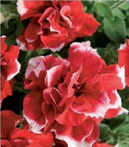 Petunia Double Pirouette Red and White Seeds