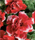 Petunia Double Pirouette Red and White