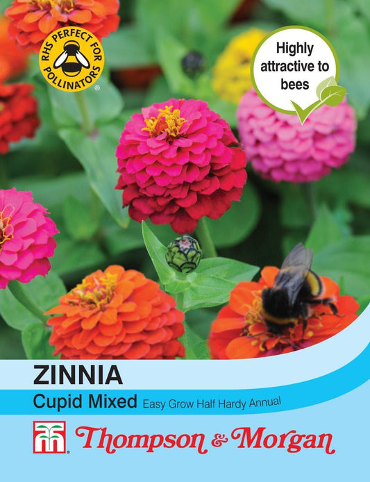 Thompson & Morgan - Flower - Zinnia - Cupid Mixed - 100 Seeds
