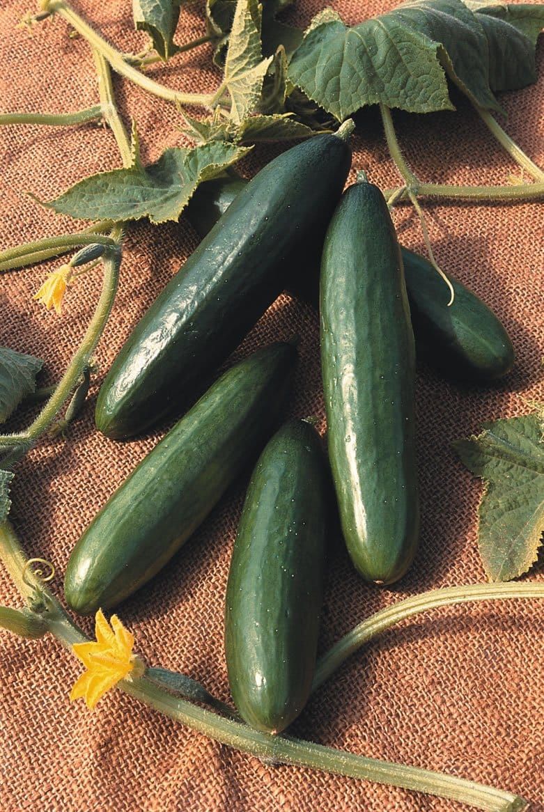 Cucumber La Diva Seeds
