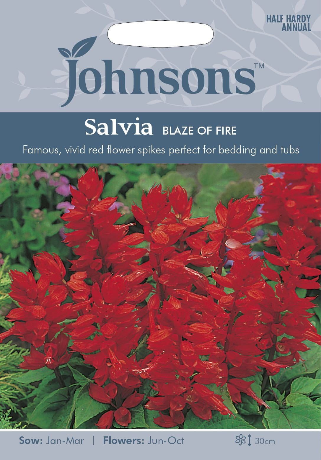Johnsons Salvia Blaze of Fire 80 Seeds