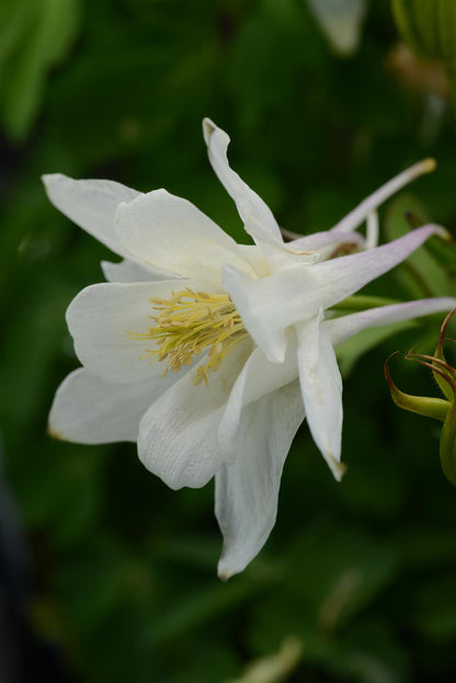 Aquilegia Earlybird White Seeds