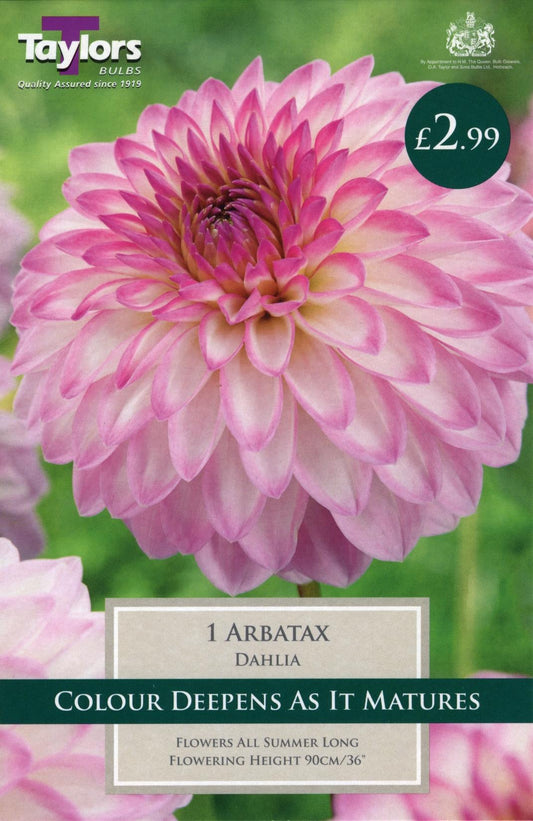 Taylors Flower - Dahlia - Decorative - Arbatax - 1 Tuber
