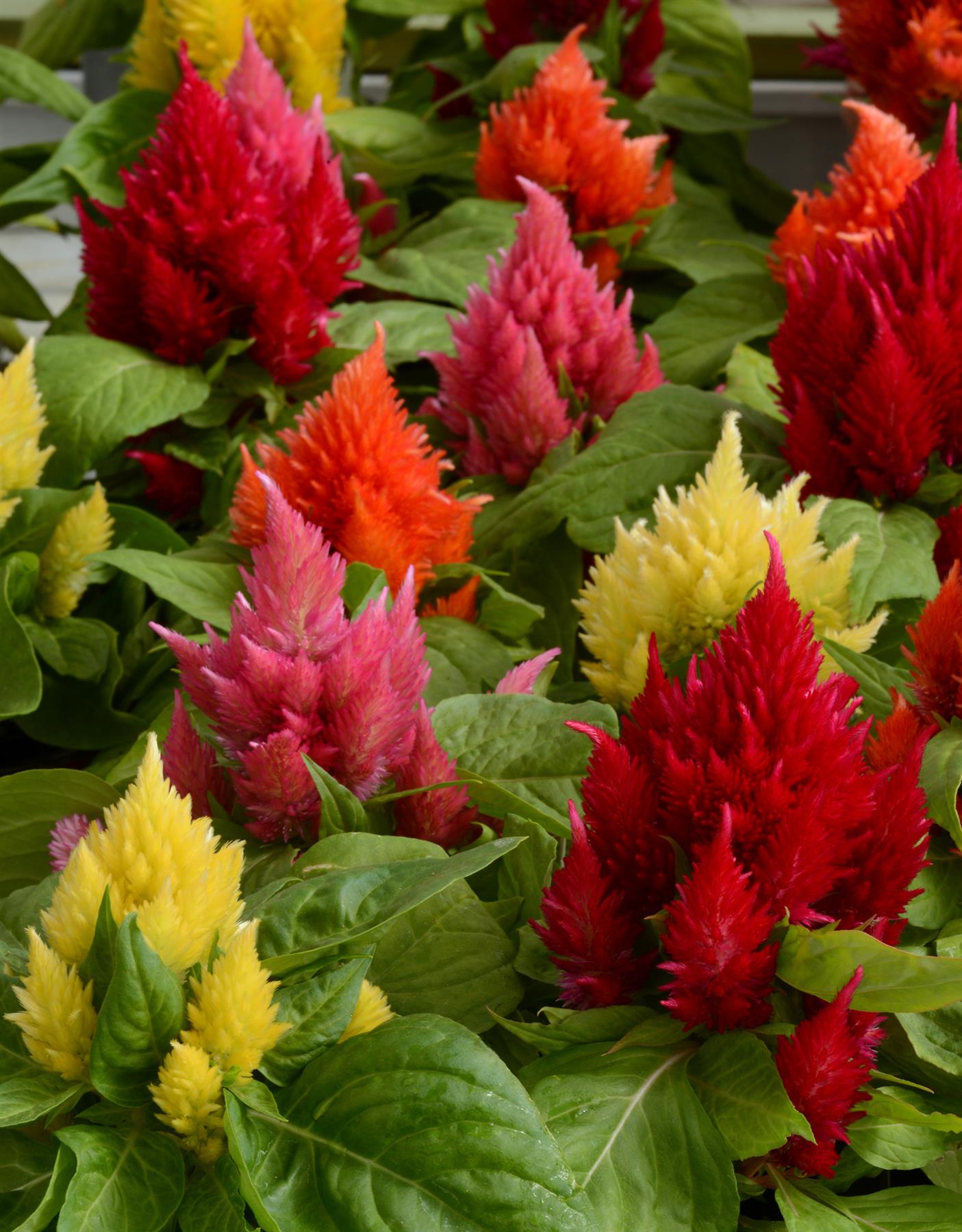 Celosia Ice Cream - Mixed Seeds