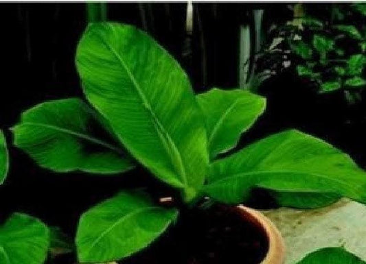 Musa ensete Seeds