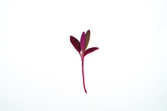 Microgreens Baby Leaves Amaranthus Red Army Seeds