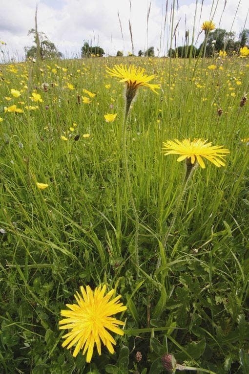 Wild Flower Rough Hawkbit Leontodon hispidus Seeds