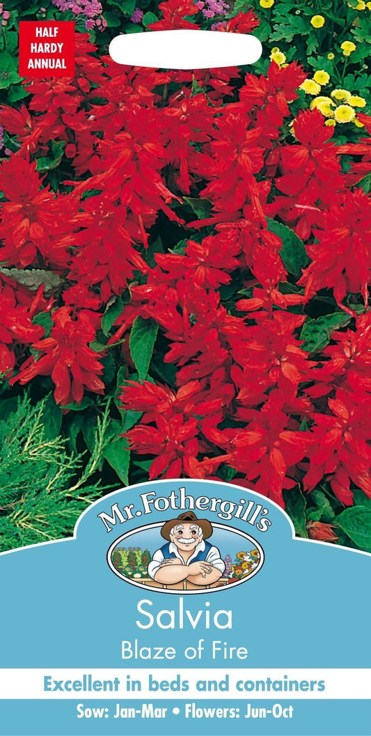 Mr Fothergills Salvia Blaze of Fire 100 Seeds