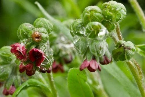 Wild Flower Houndstongue Cynoglossum officinale Seeds