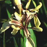 Iris Foetidissimia Citrina Seeds