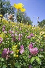 Wild Flower Meadow Mixture Clay Soils Seeds