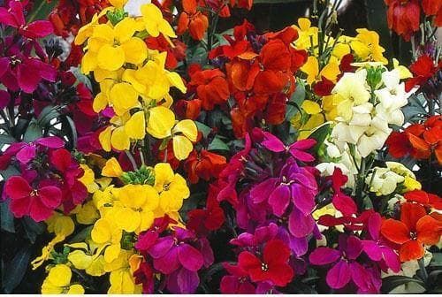 Wallflower Harlequin Mix Seeds