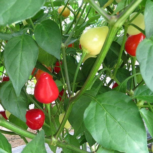 Pepper (Chilli) Spangles Seeds